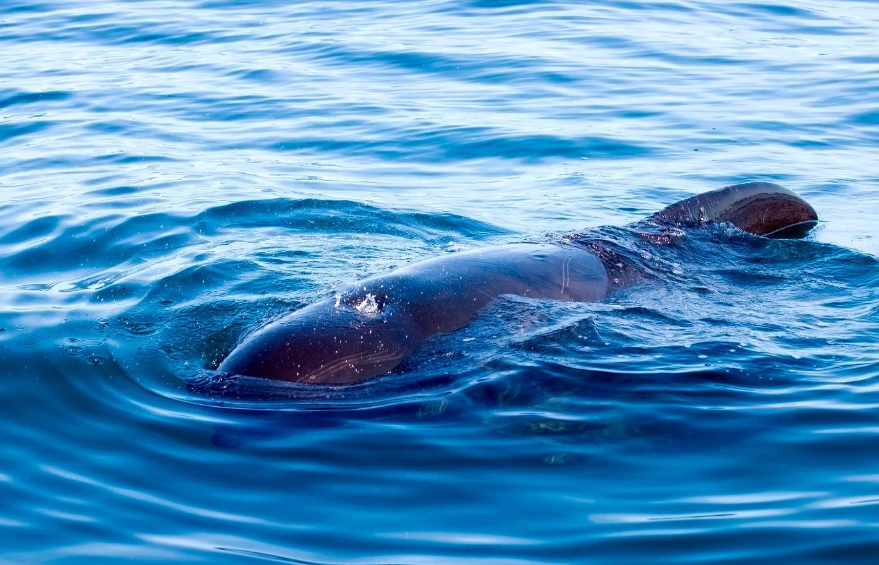 Calderón común en superficie - varamiento marino
