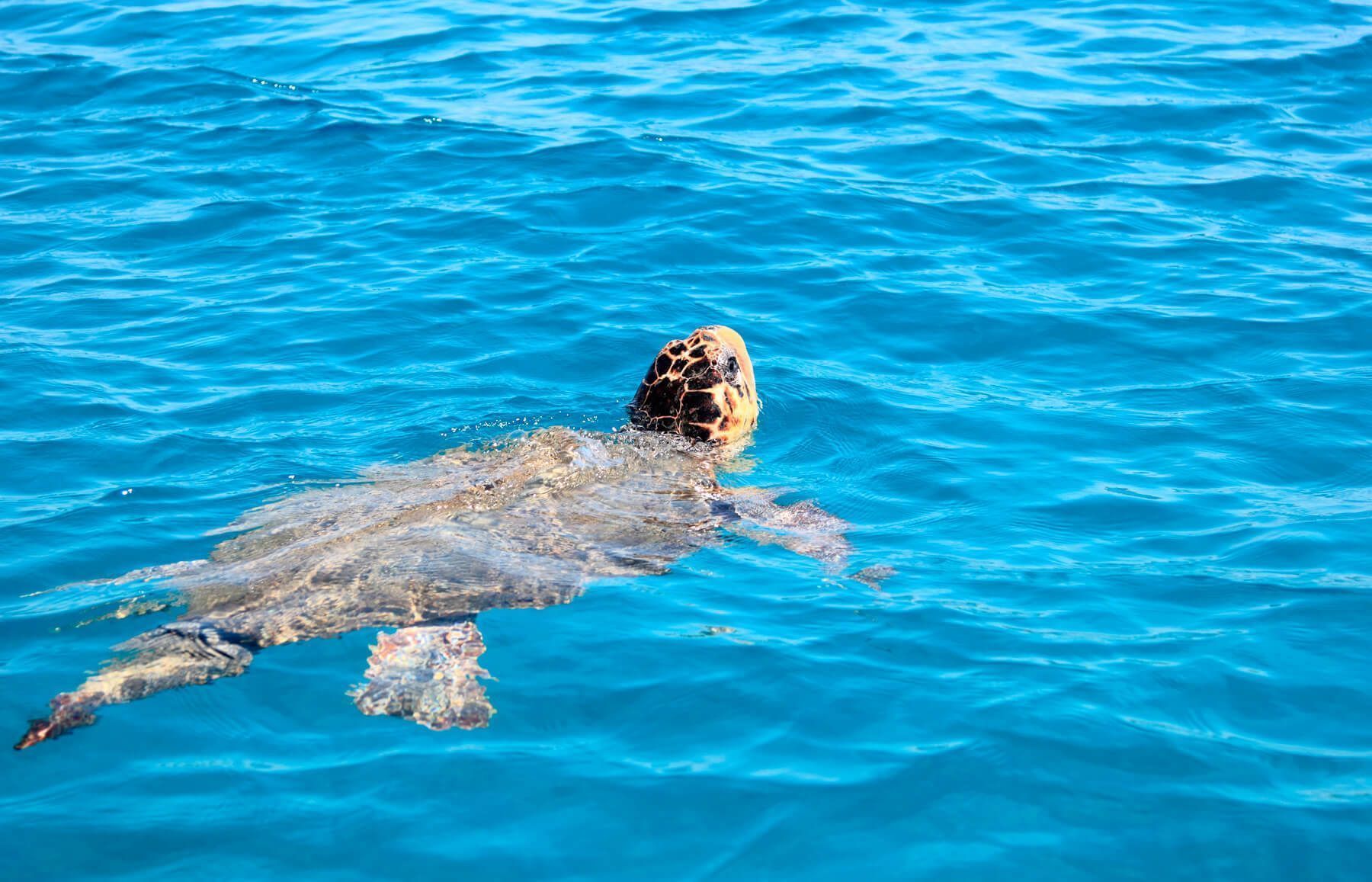 Tortuga boba nadando en superficie tras recuperación