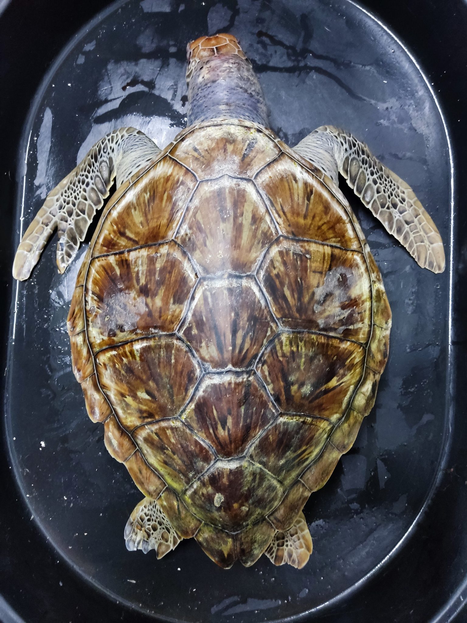 Chelonia mydas_tortuga verde