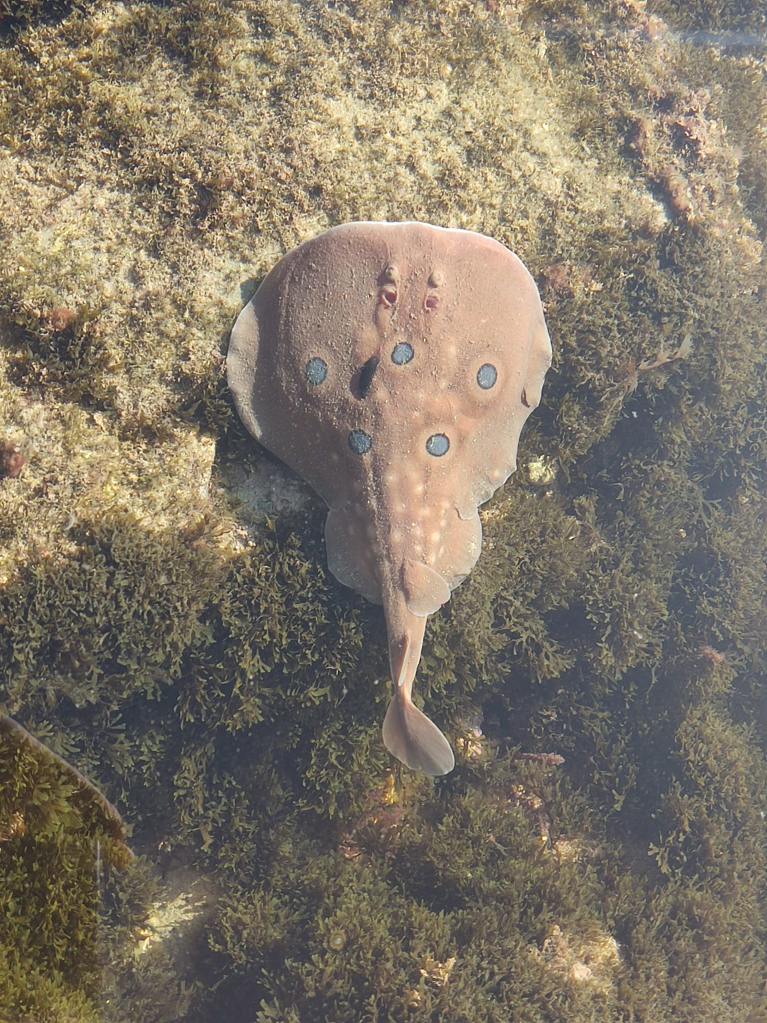 Elasmobranquios en puertos pesqueros_Torpedo torpedo