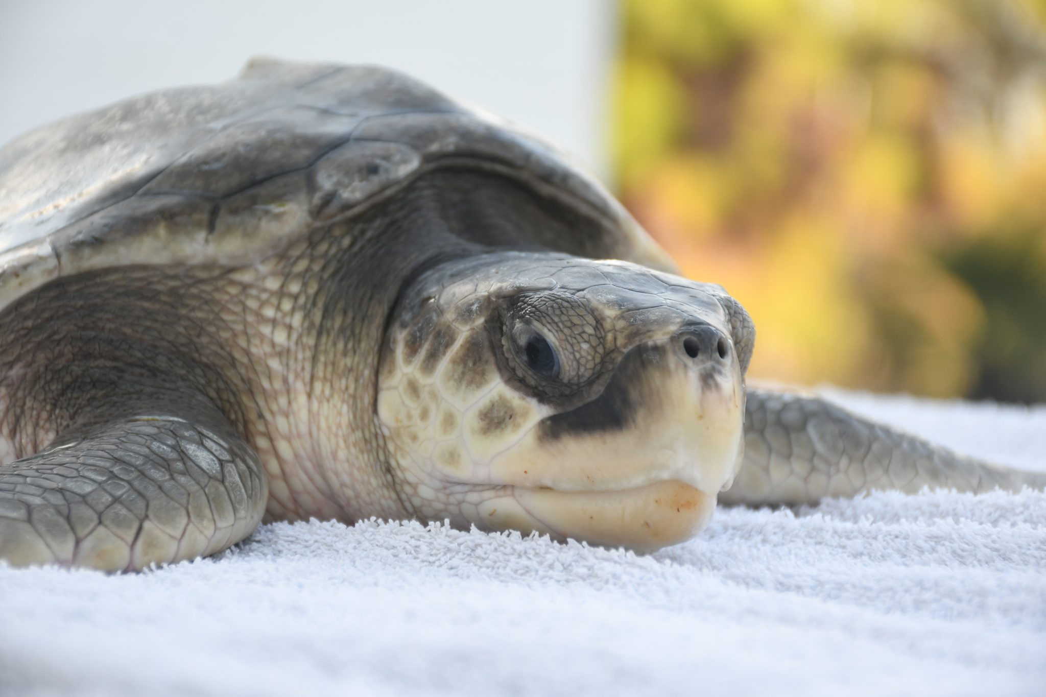 INGRESO-Lepidochelys kempii_Tortuga lora