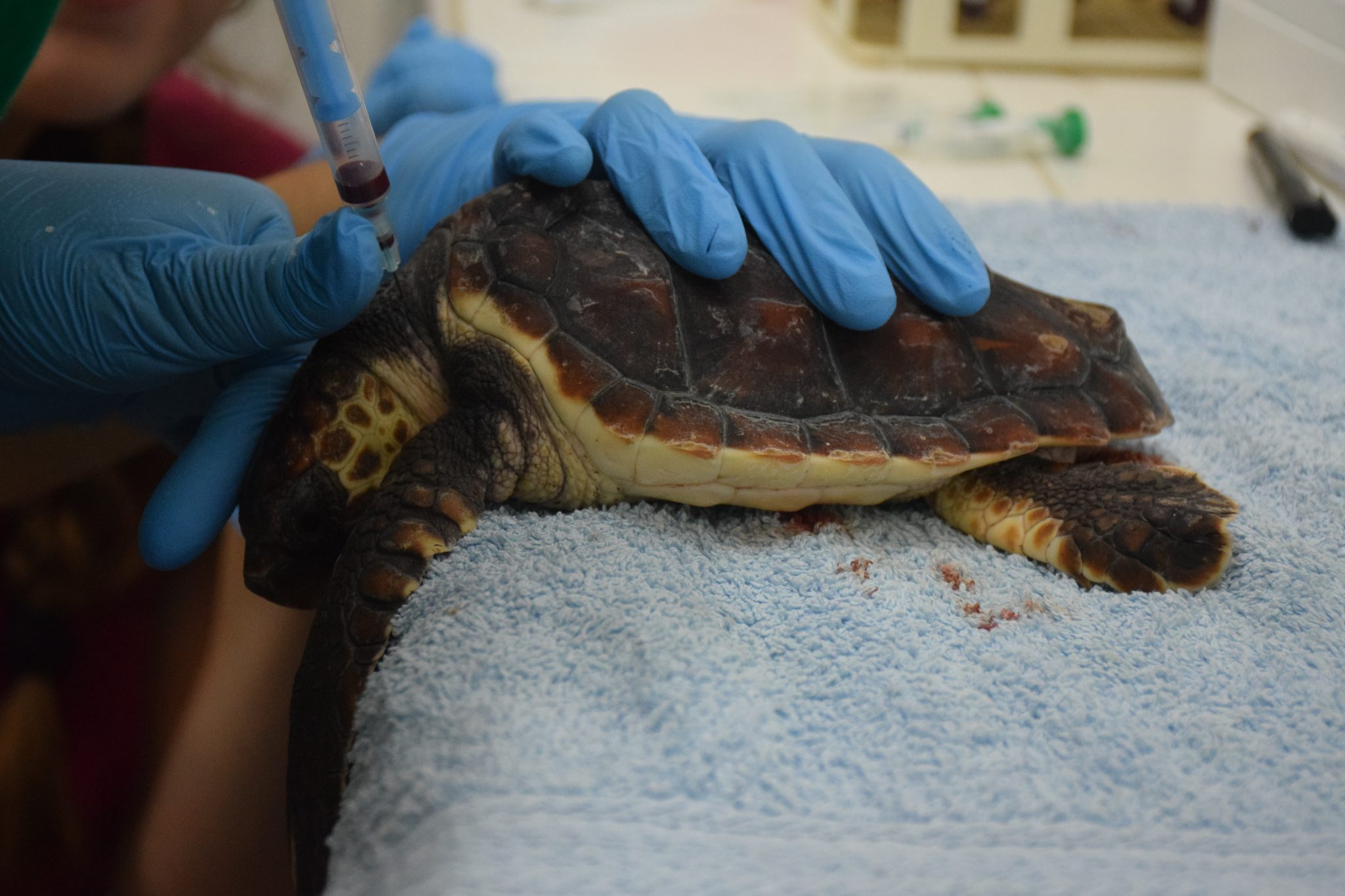 INGRESO TORTUGAS_Extracción sangre