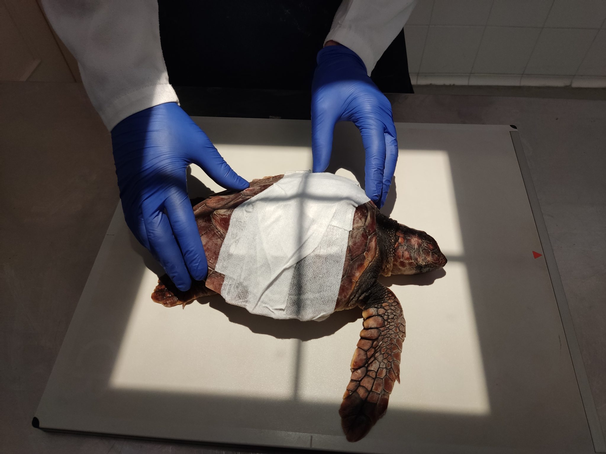 INGRESO TORTUGAS_RX